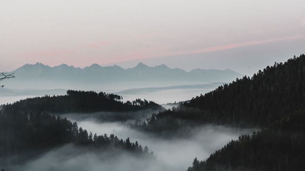 Лес в сумерках горы и туман