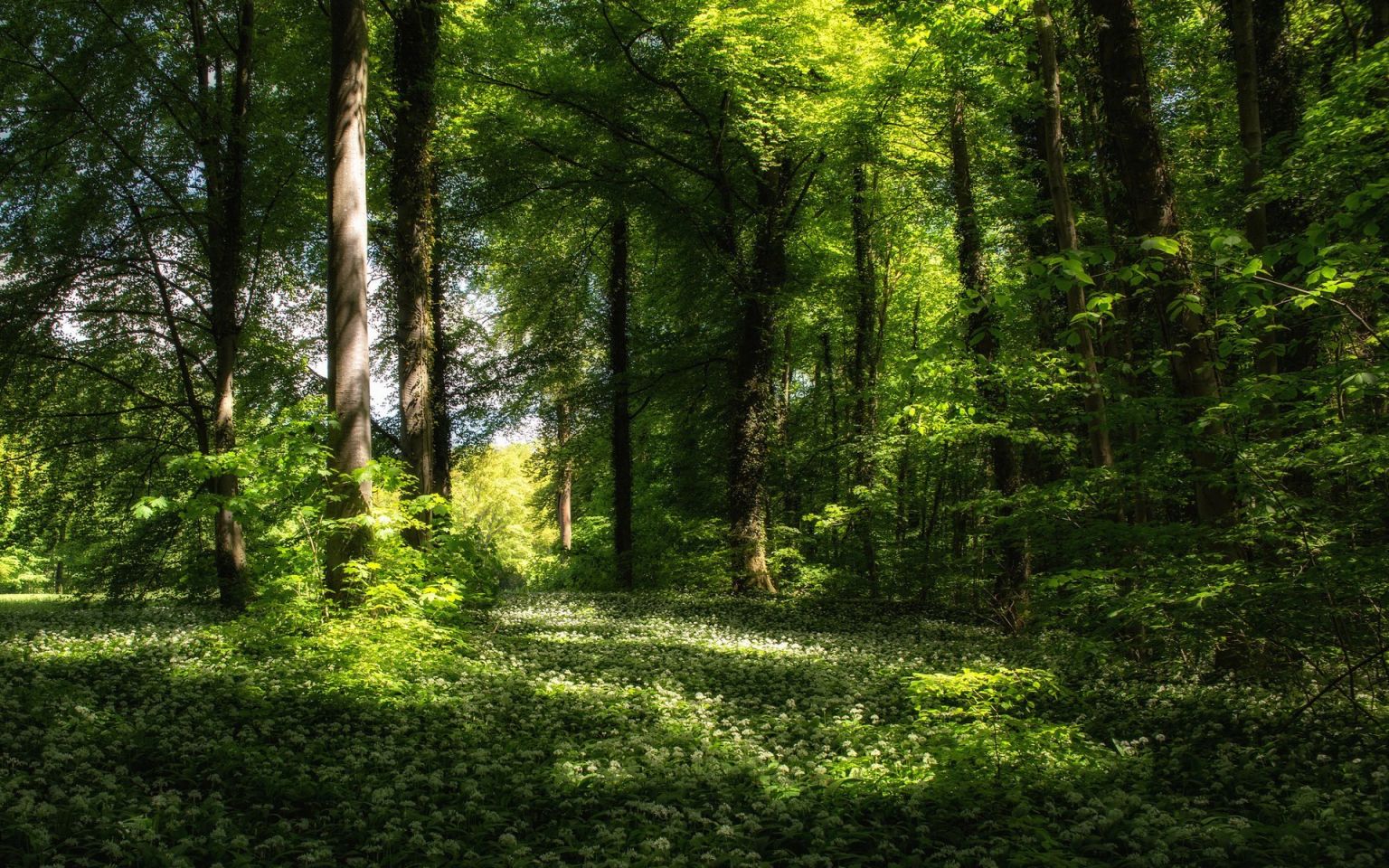 Красивые леса