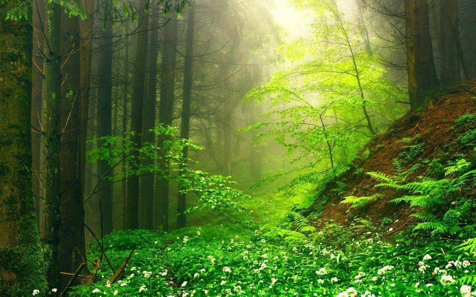 Красивая Поляна в лесу