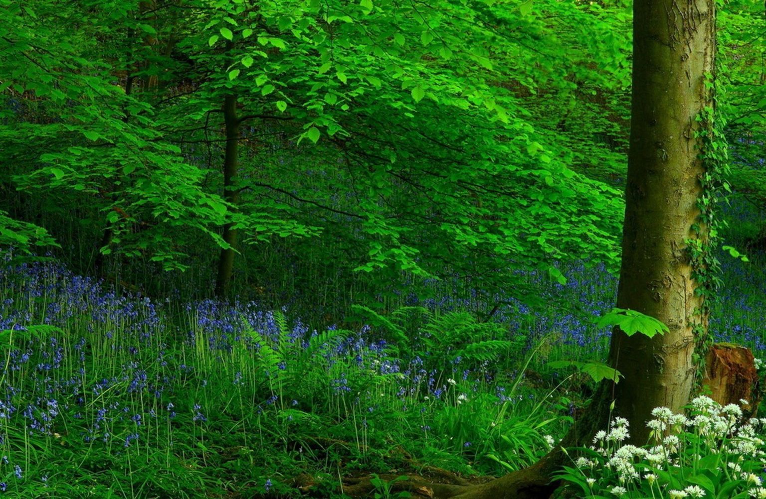 Красивая Поляна в лесу