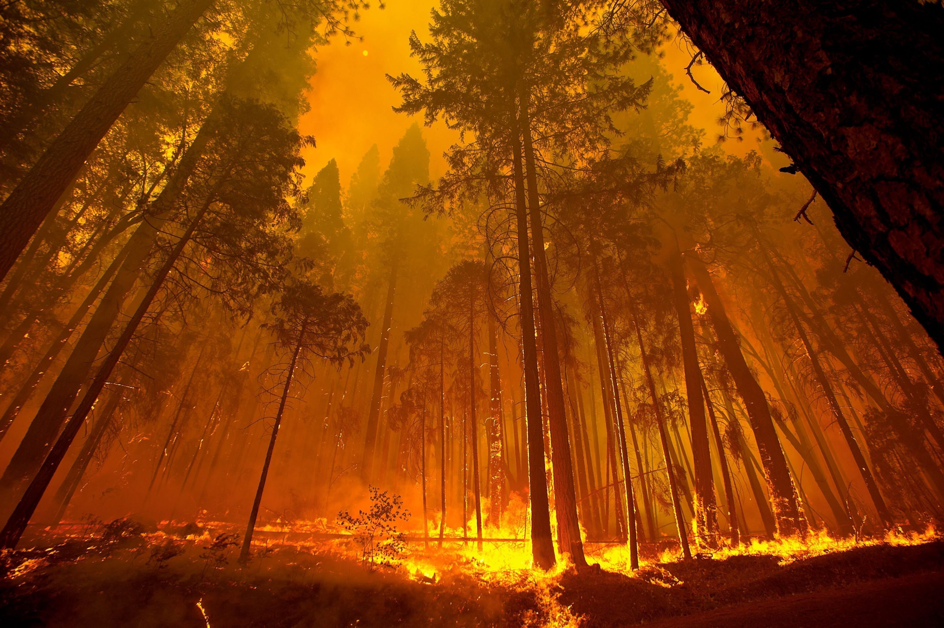 Пожар в лесу ночью
