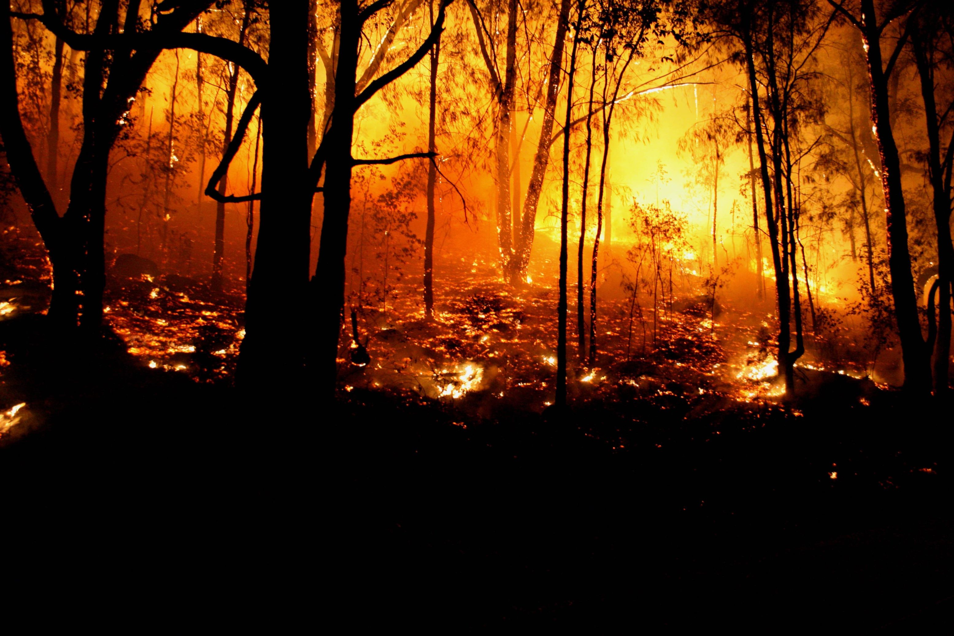 Пожар в лесу пейзаж