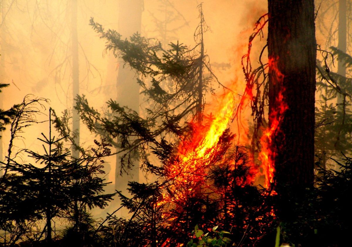 Эстетика горящего леса