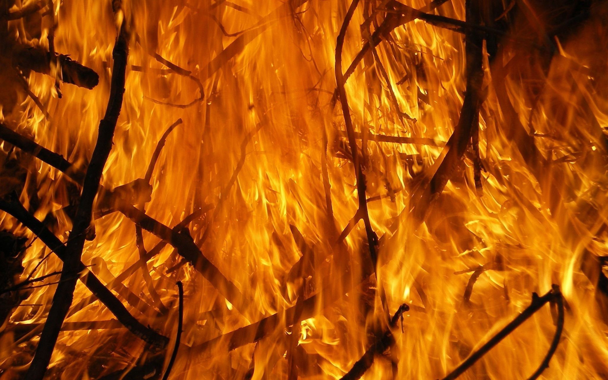Пожар Лесной животные