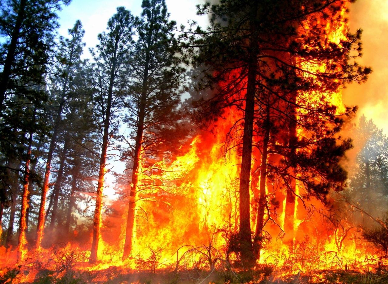 Фон горящего леса