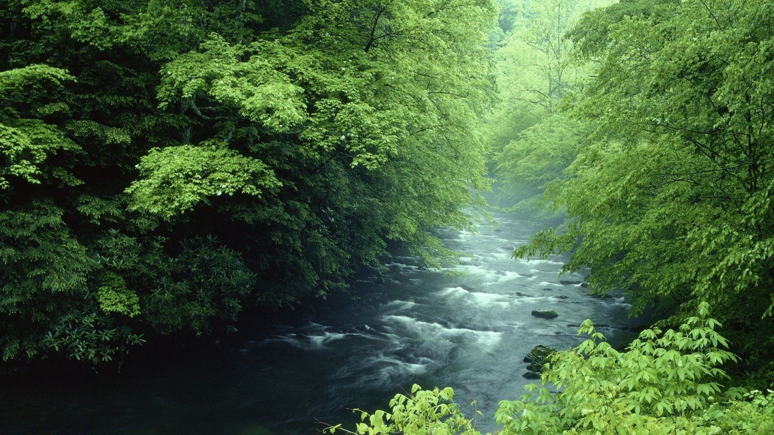 Спокойная река в лесу