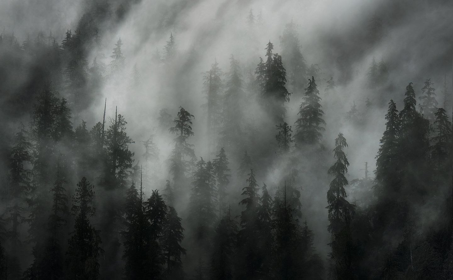 Лес в тумане фото