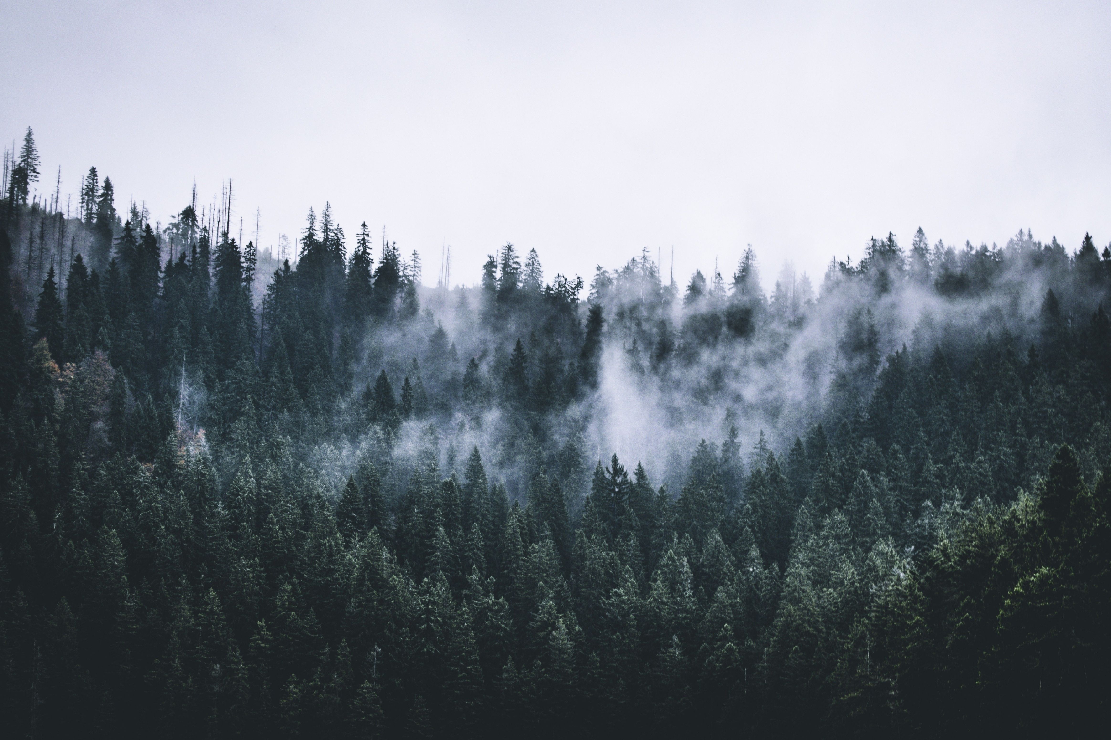 Верхушки деревьев в тумане