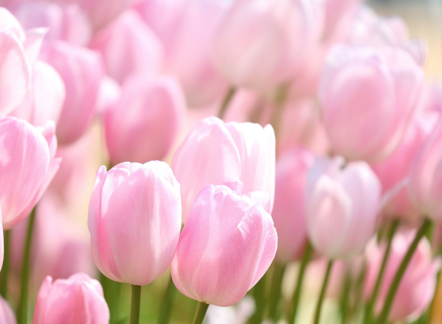 Букет тюльпанов на розовом фоне