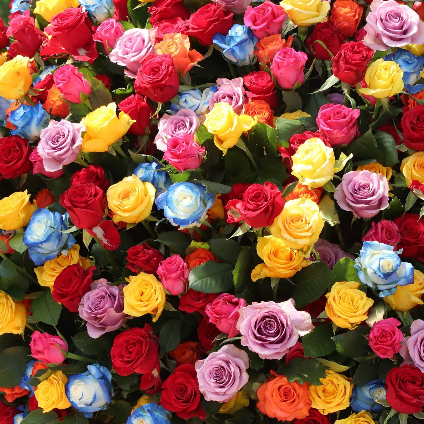 Разноцветные розы Тирасполь