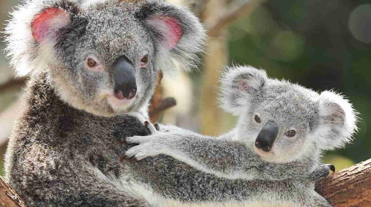Беременная коала