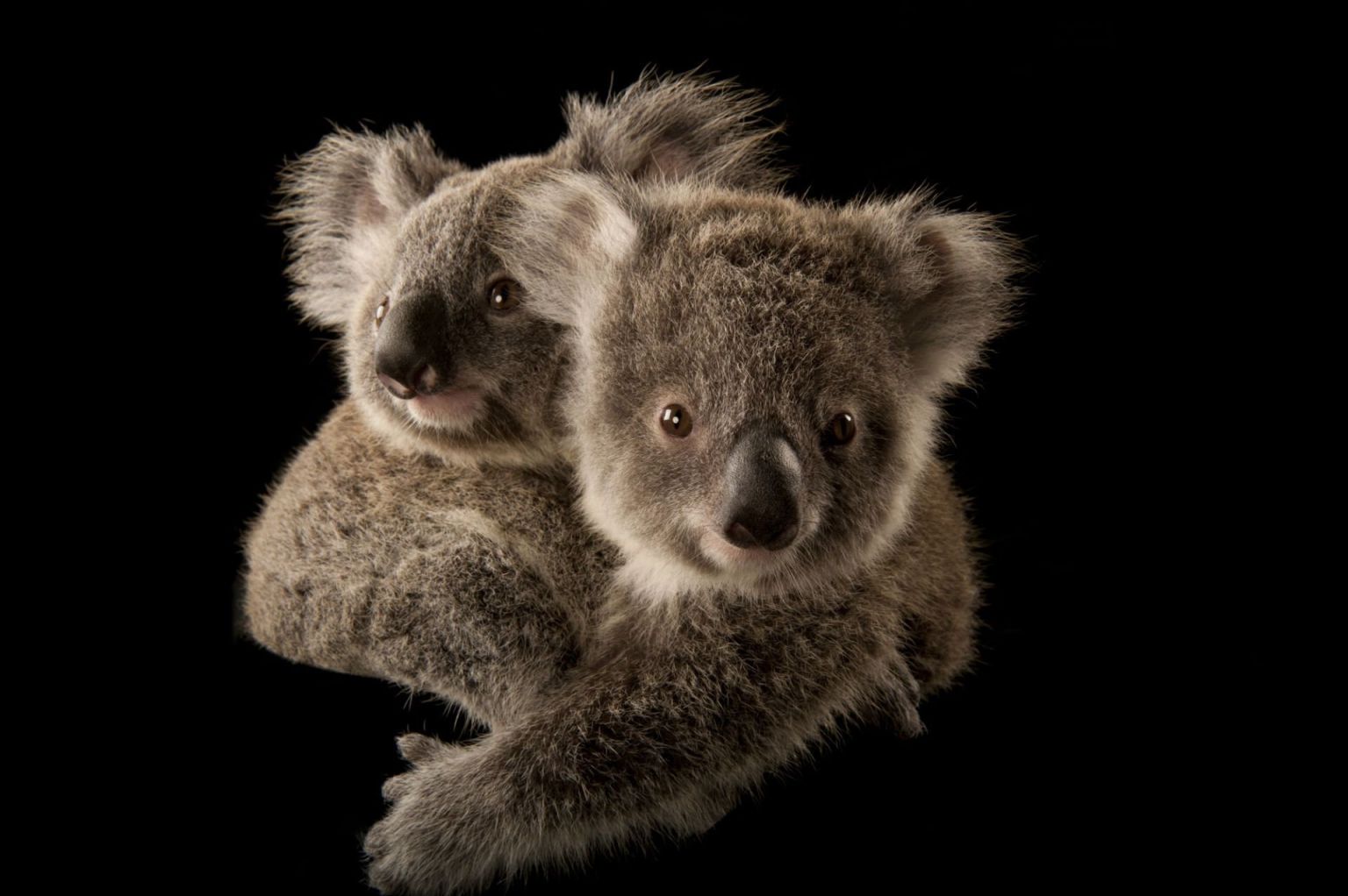 Животные похожие на коалу и лемура