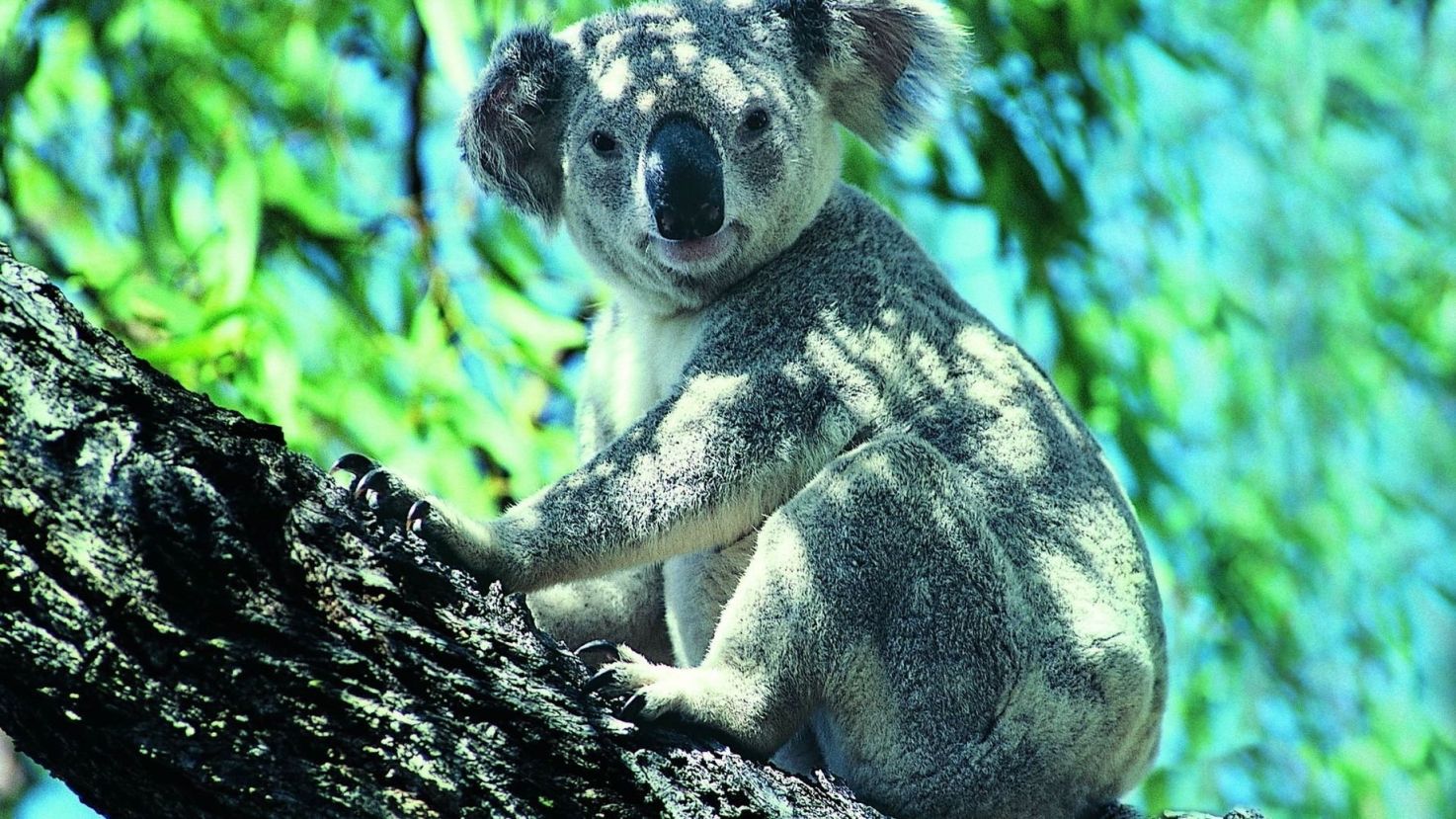 Мишка коала
