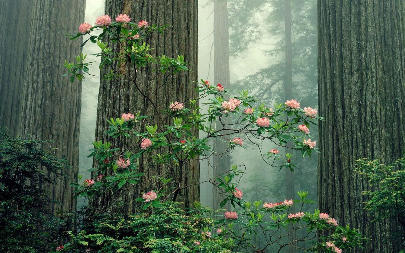 Розовые цветы в лесу