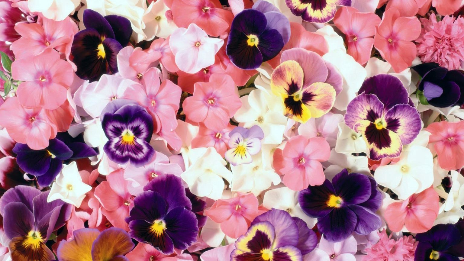 Анютины глазки (Viola Tricolor l.)