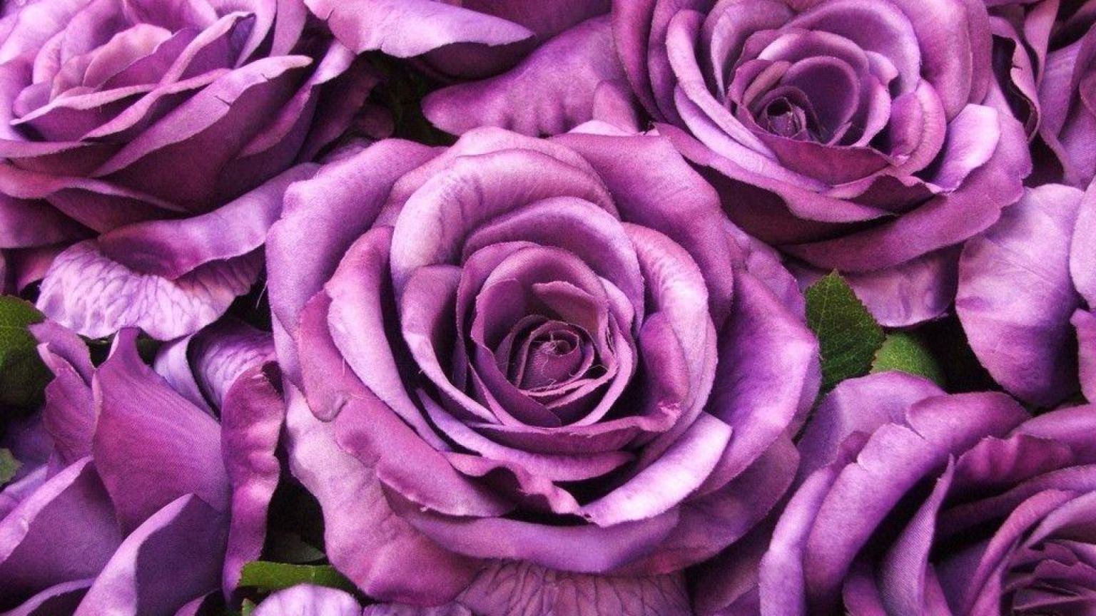51 Пурпурная роза Purple Kenya