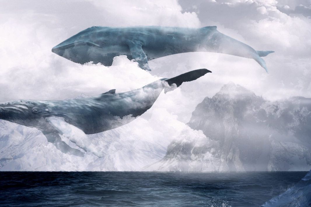 Летающие киты арт