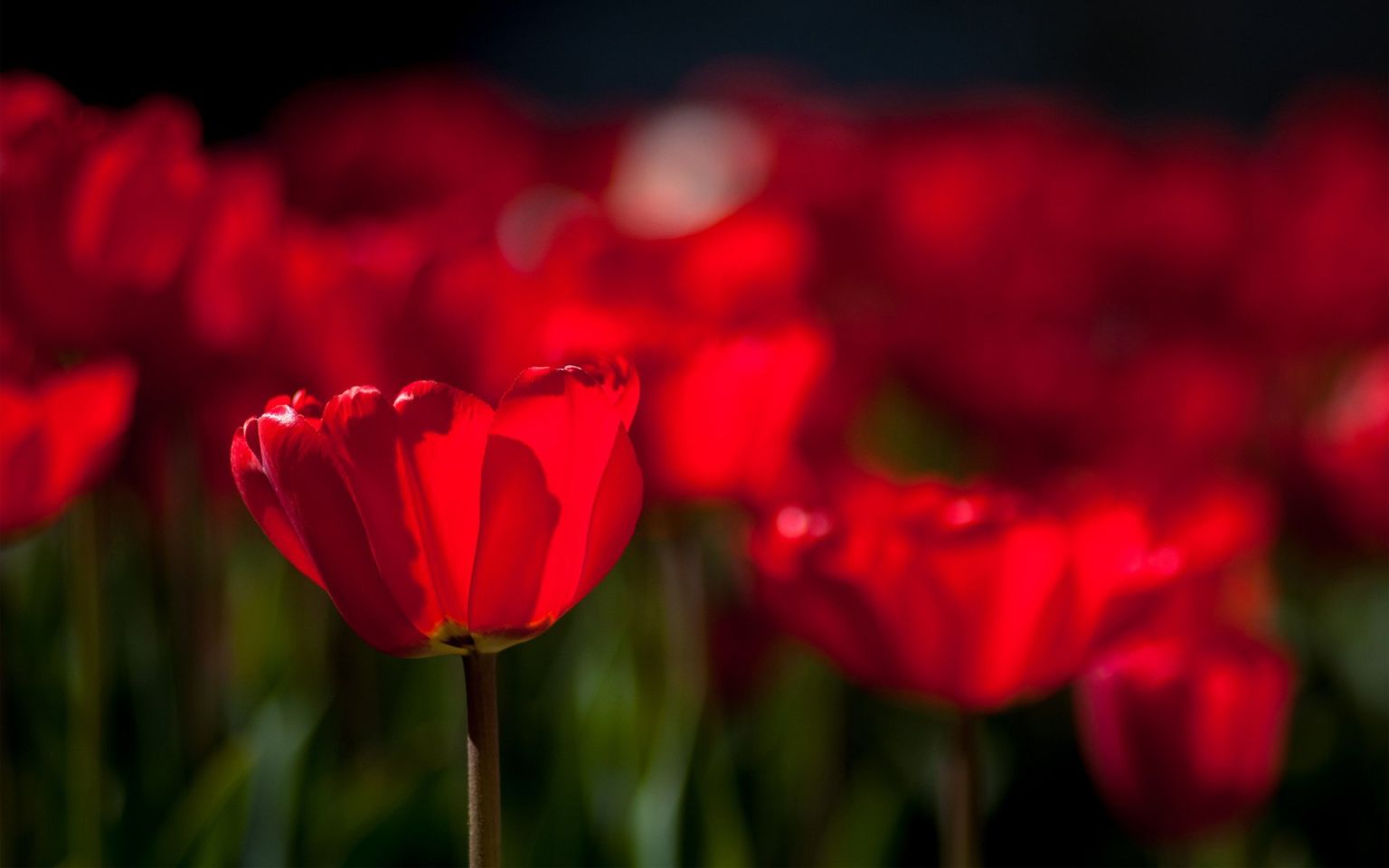 Красные тюльпаны фон