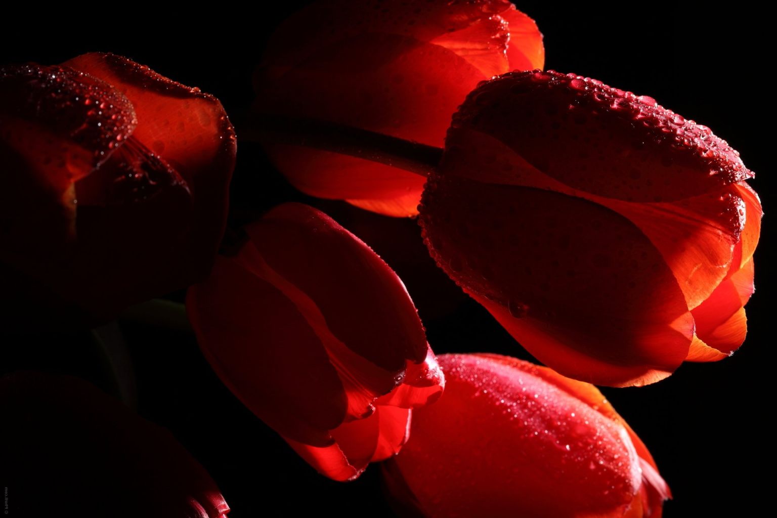 Красные тюльпаны Солодов