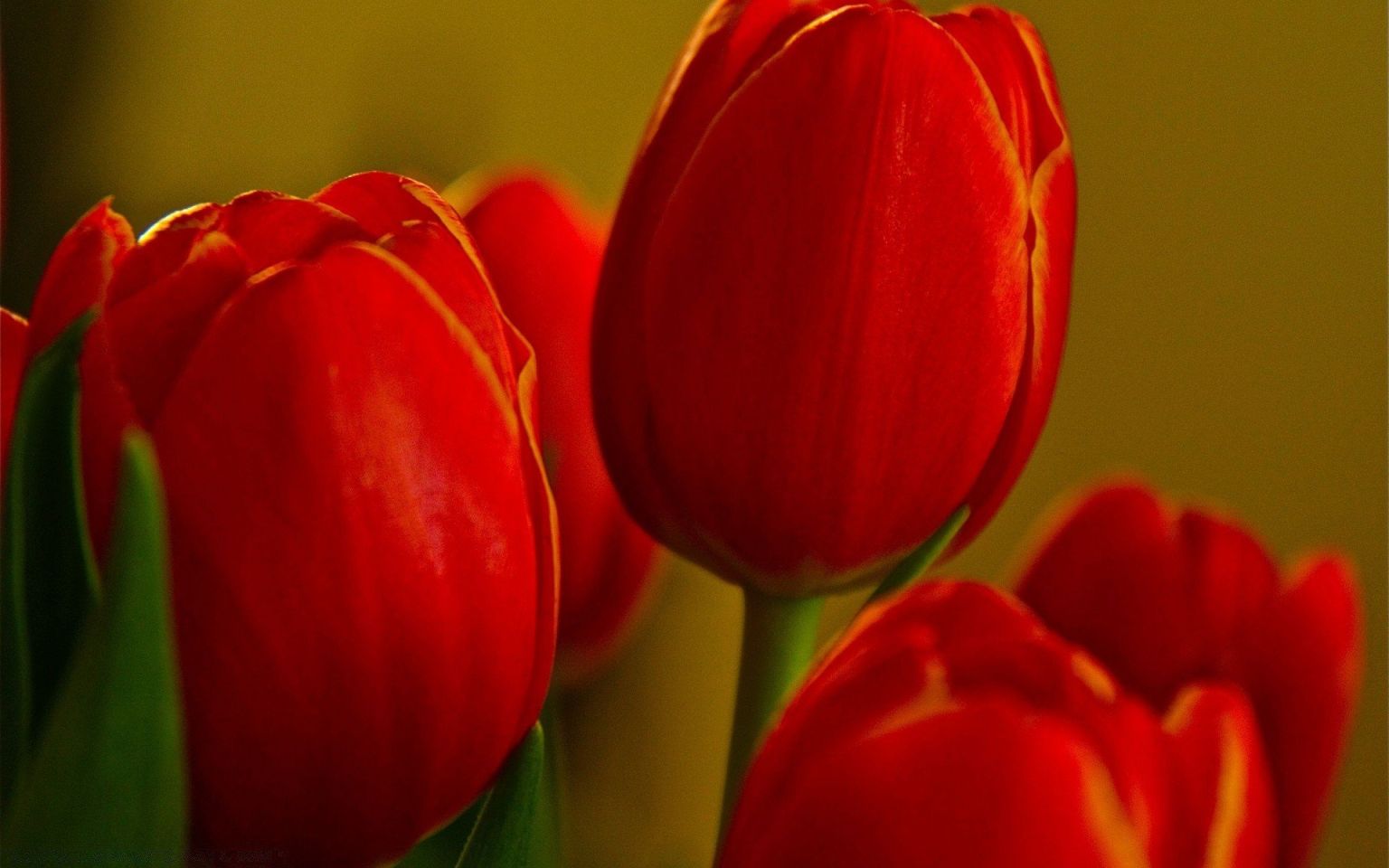 Тюльпан Red Georgette