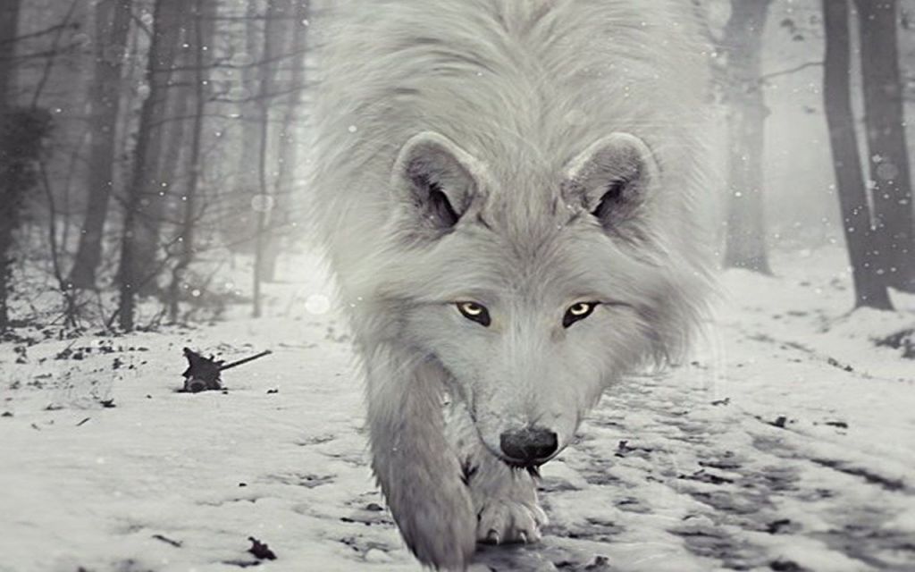 Одинокий белый волк