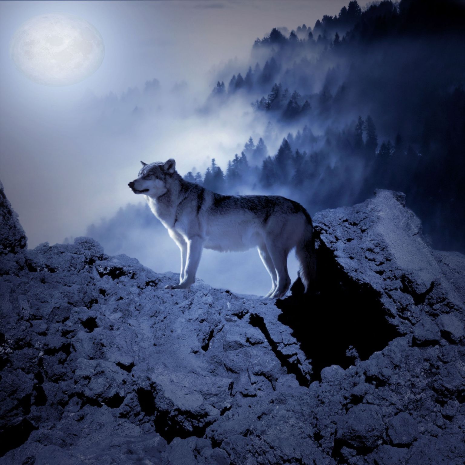 Одинокий волк фотошоп