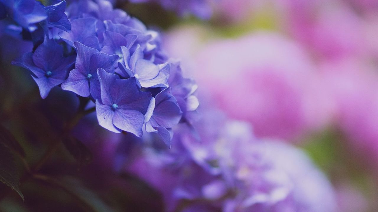 Цветы голубые сиреневые
