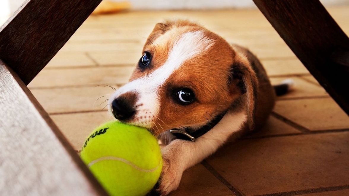 Теннисный мяч для собак