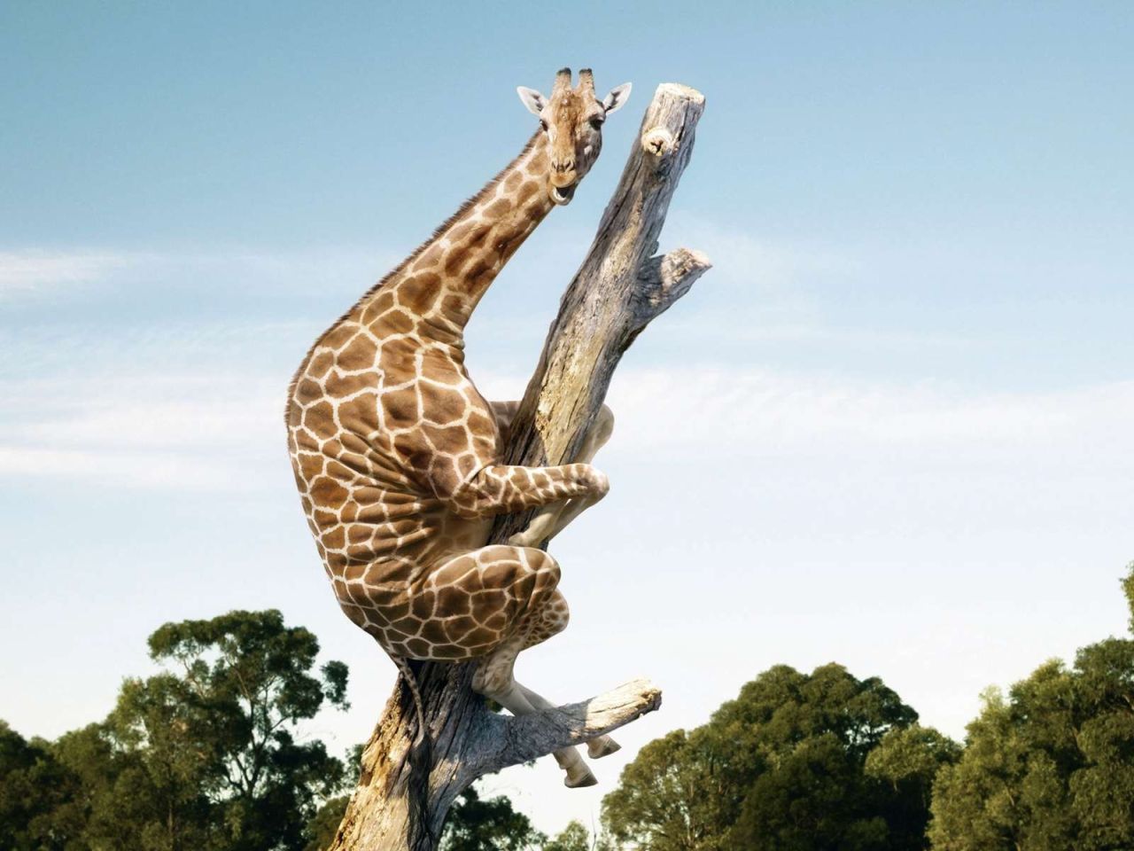 Жираф на дереве