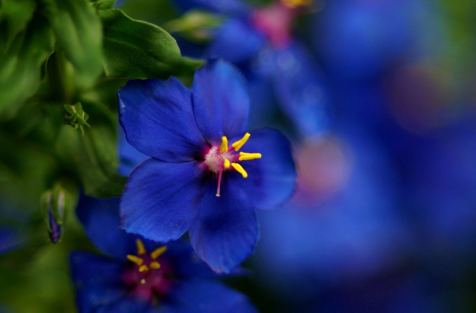 Цветы в голубых тонах