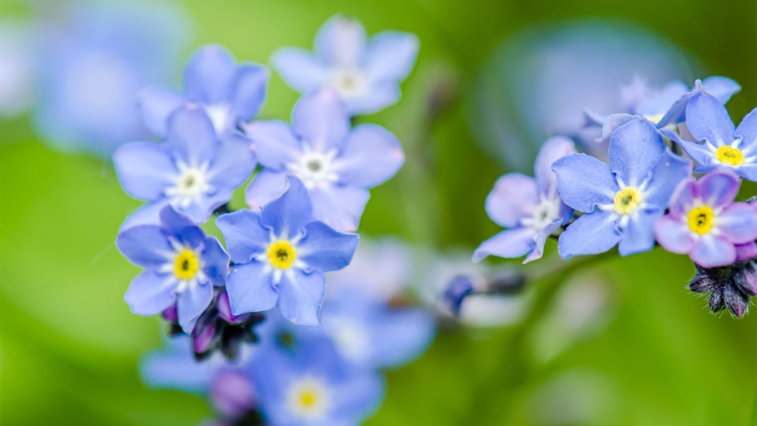 Магические синие цветы