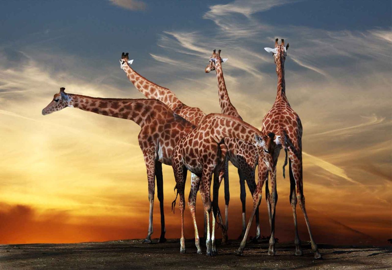 Фон с жирафами