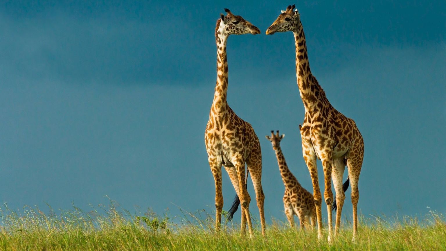 Эндемики Африки Жираф