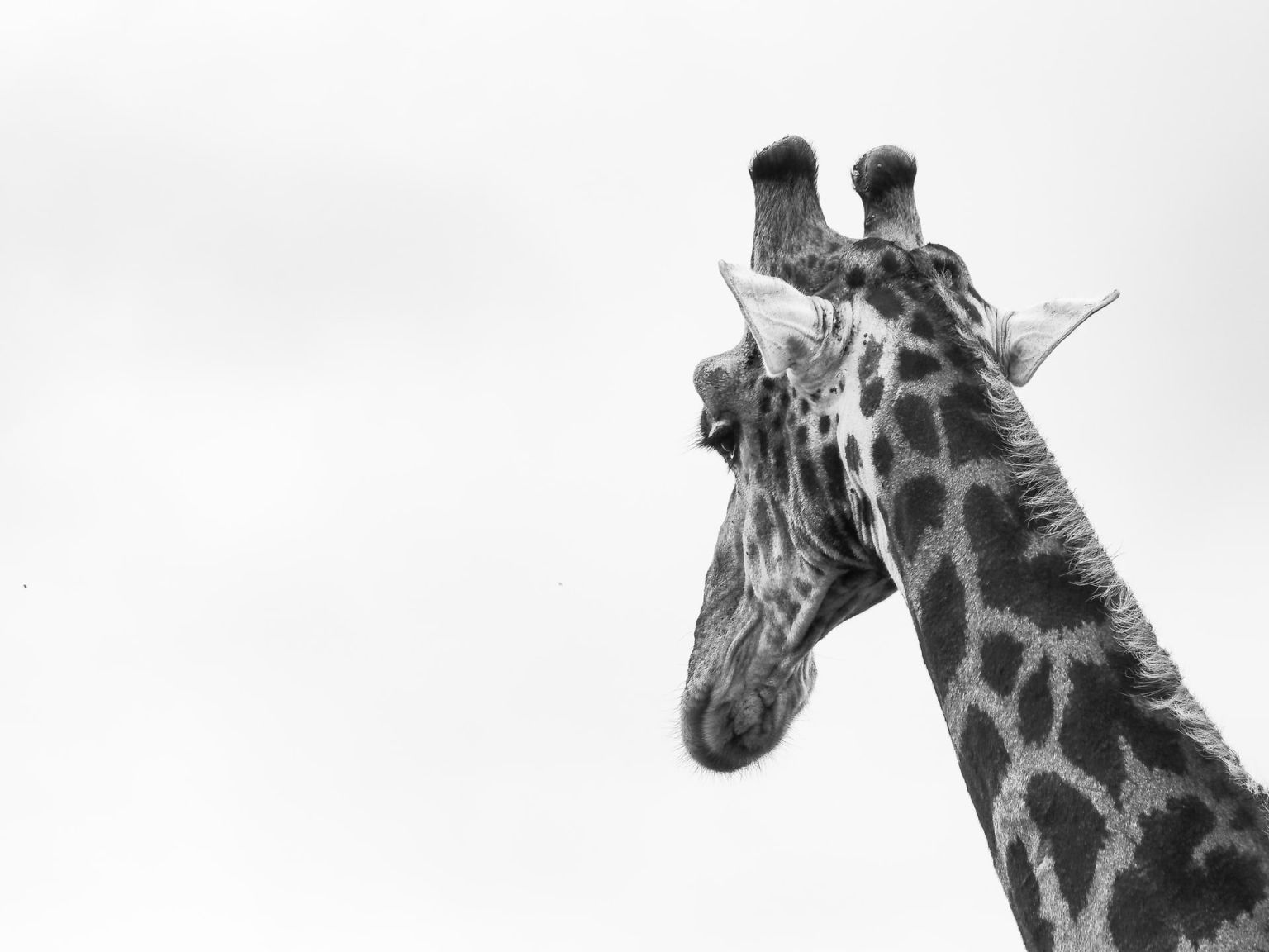 Национальный парк Масаи Мара Жирафы
