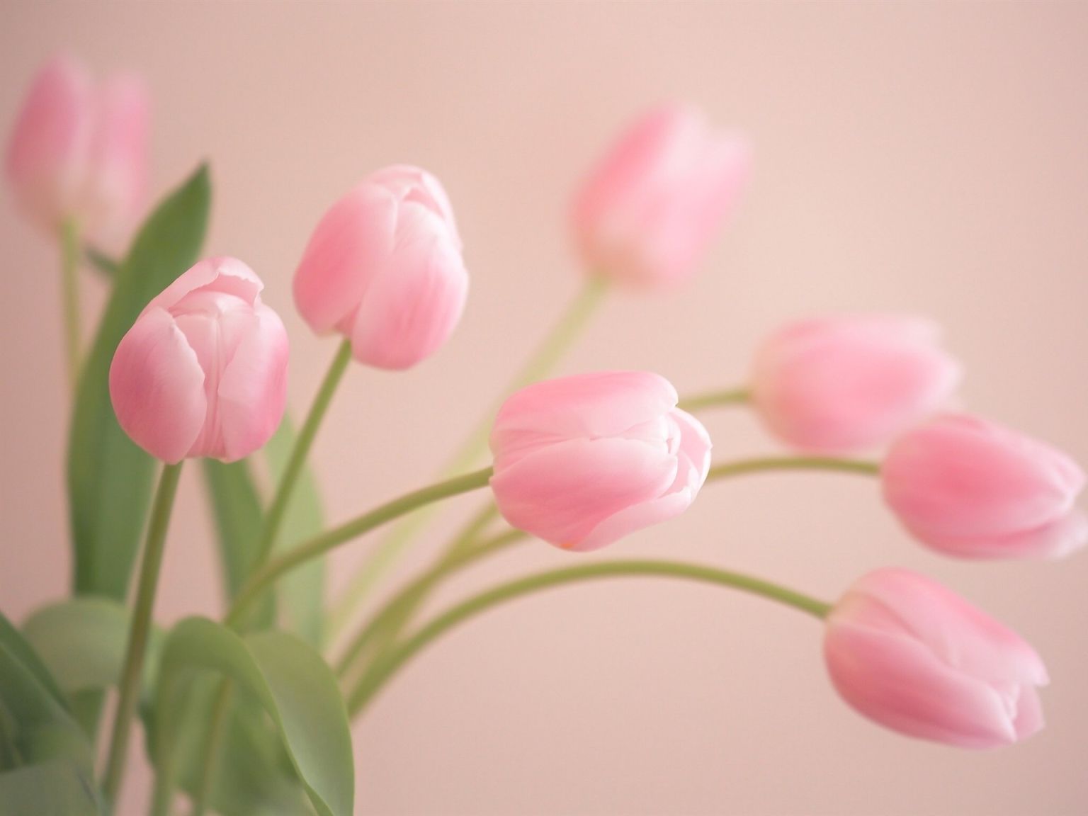 Розовые тюльпаны с нарциссами