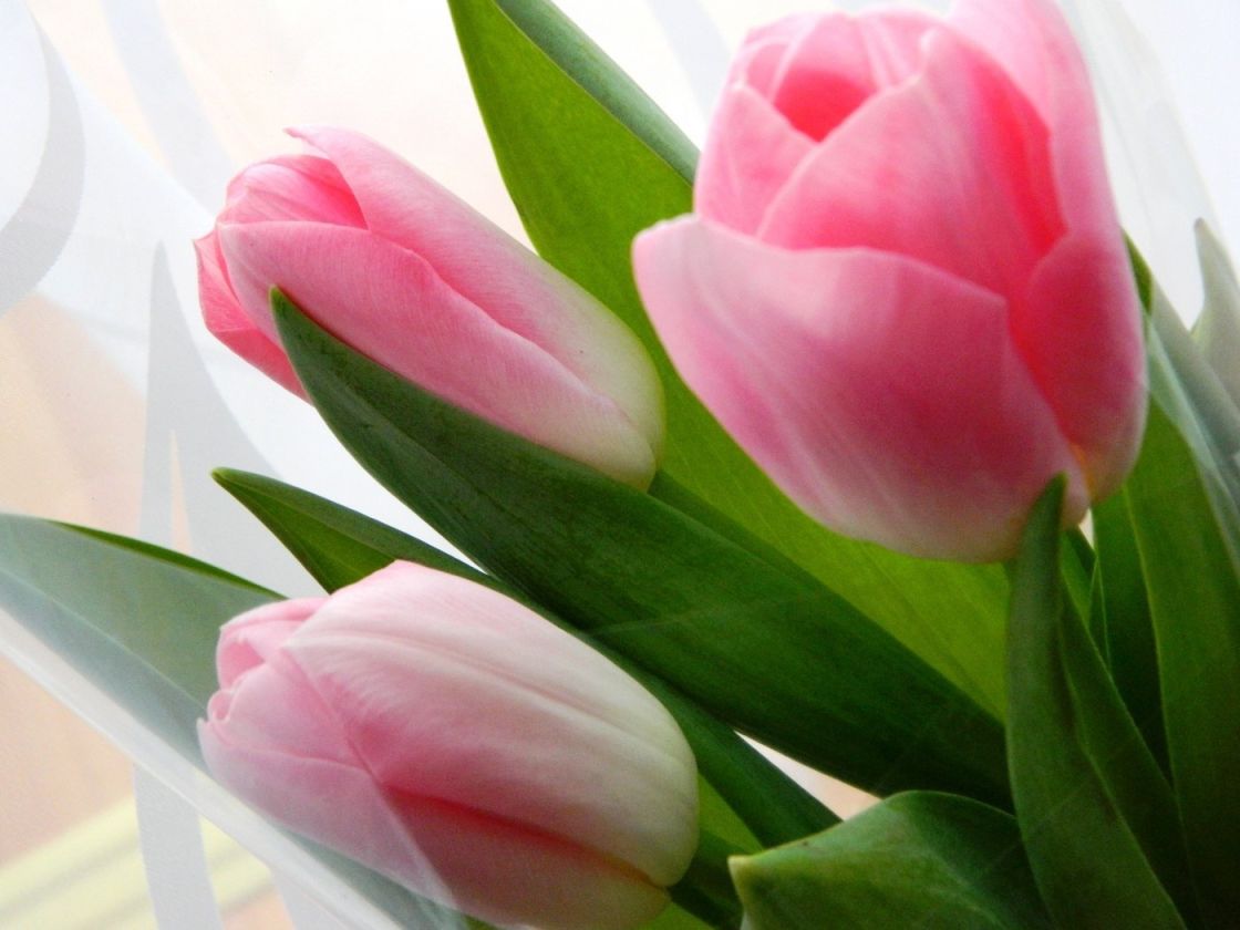 Цветы тюльпаны розовые