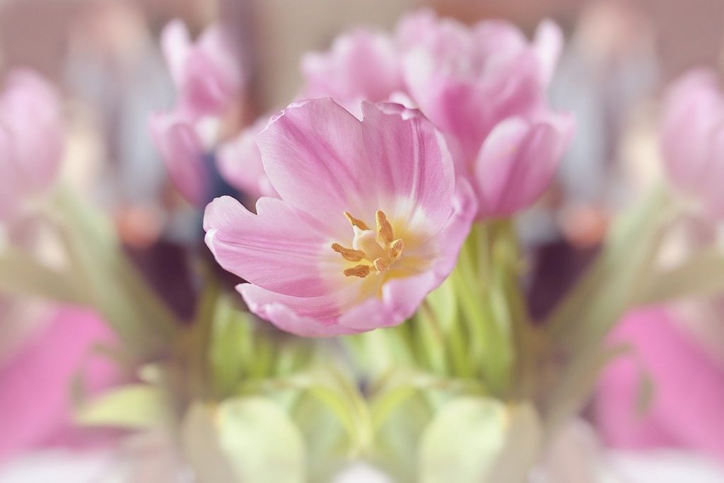 Тюльпаны розовые Макросъемка