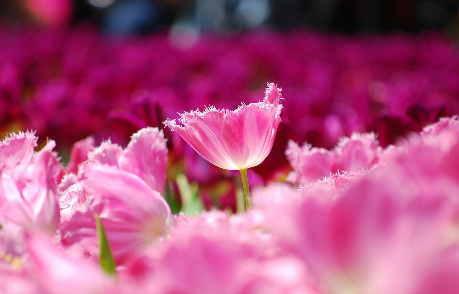 Розовые тюльпаны макро