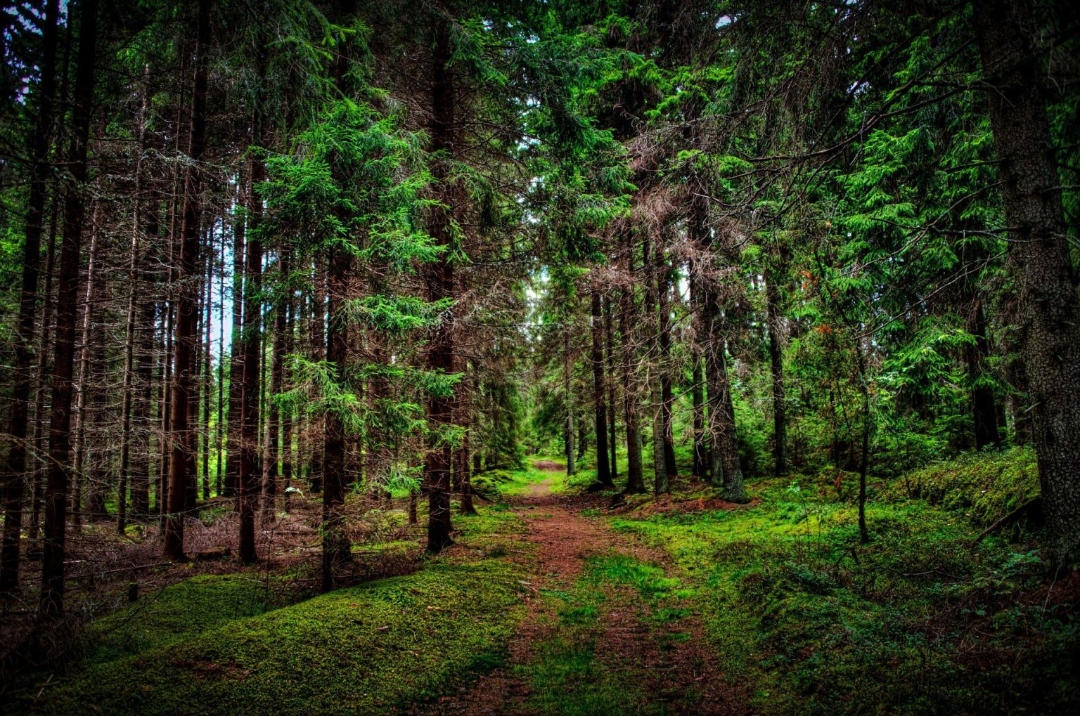 Загущенный хвойный лес