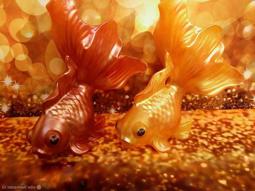 Золотая рыбка выпрыгивает из воды