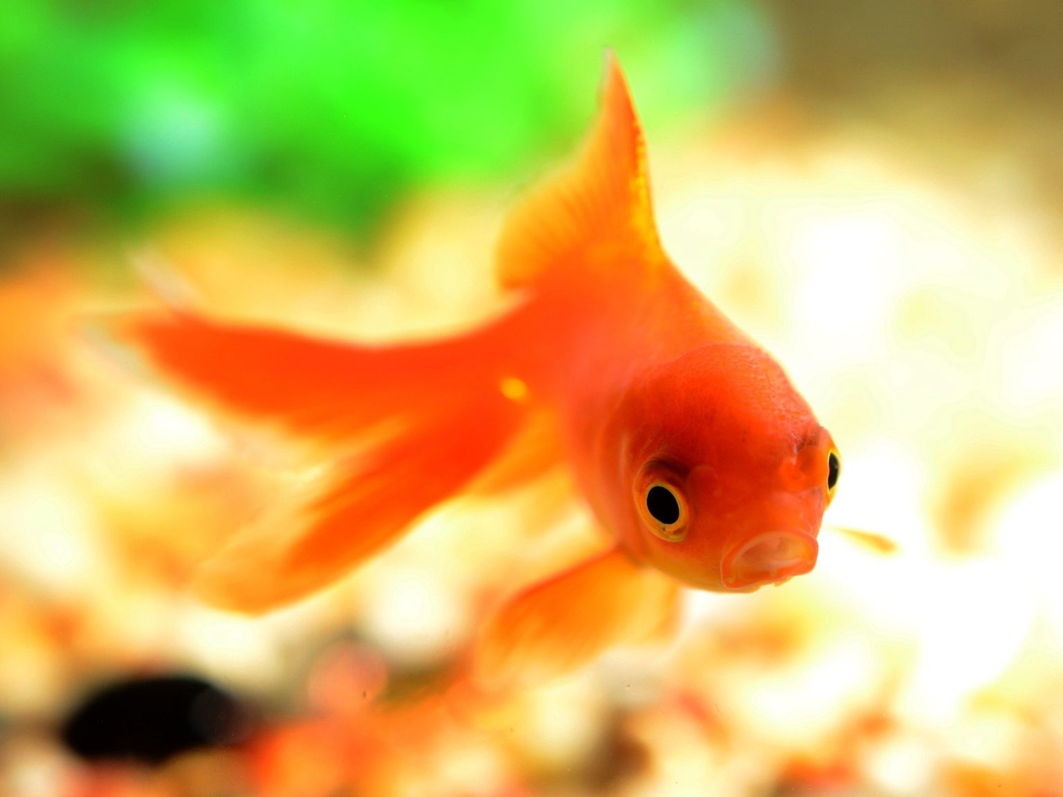 Золотая рыбка аквариумная