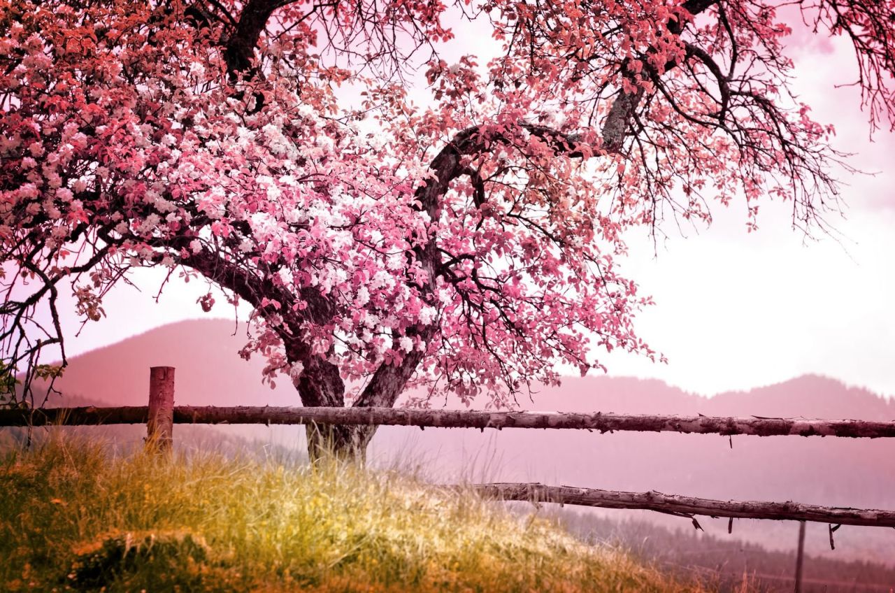 Красивое розовое дерево