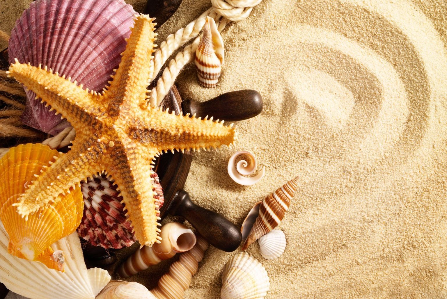 Ракушки морские на песке