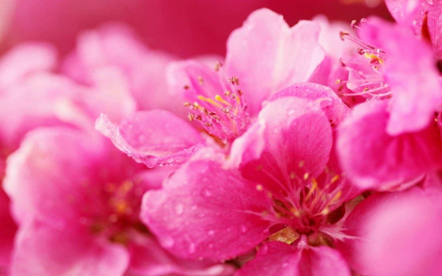 Розовые весенние цветы
