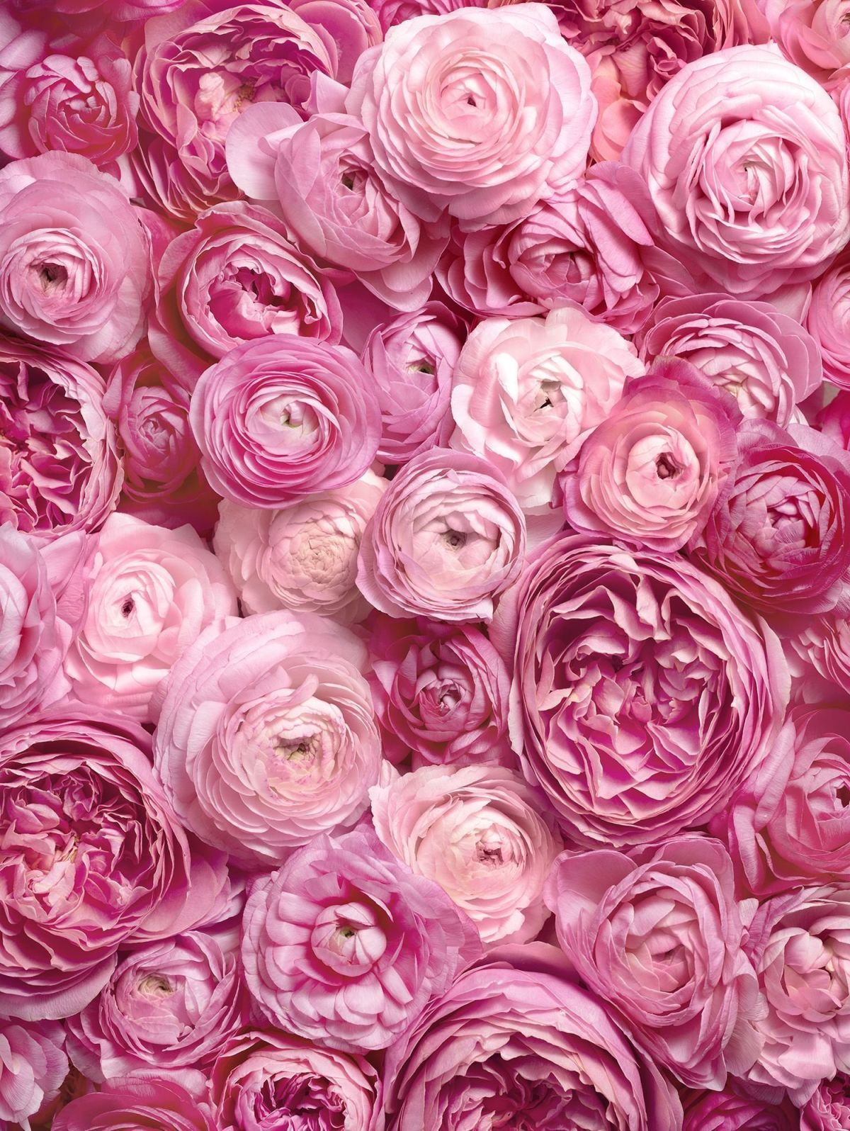 Цветочек розовый