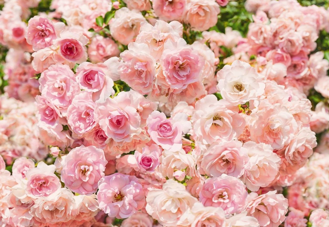 Фотообои Komar английские розы