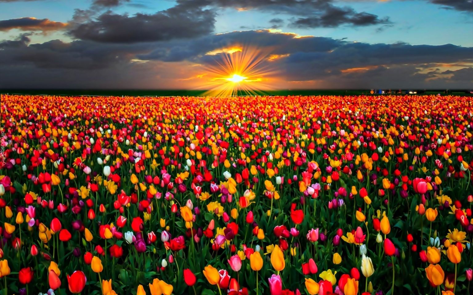 Штат Орегон поле тюльпанов