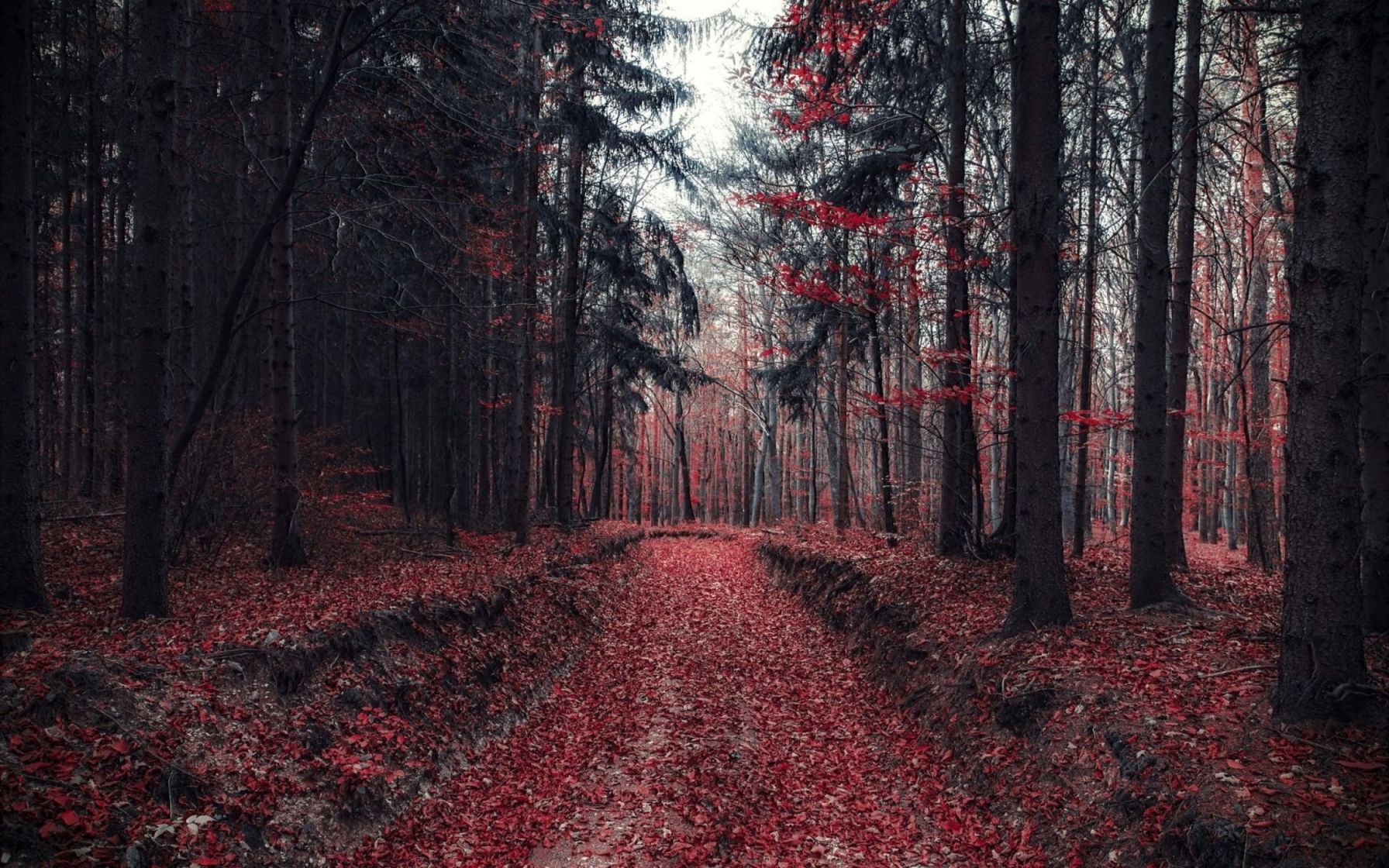 Страшный осенний лес