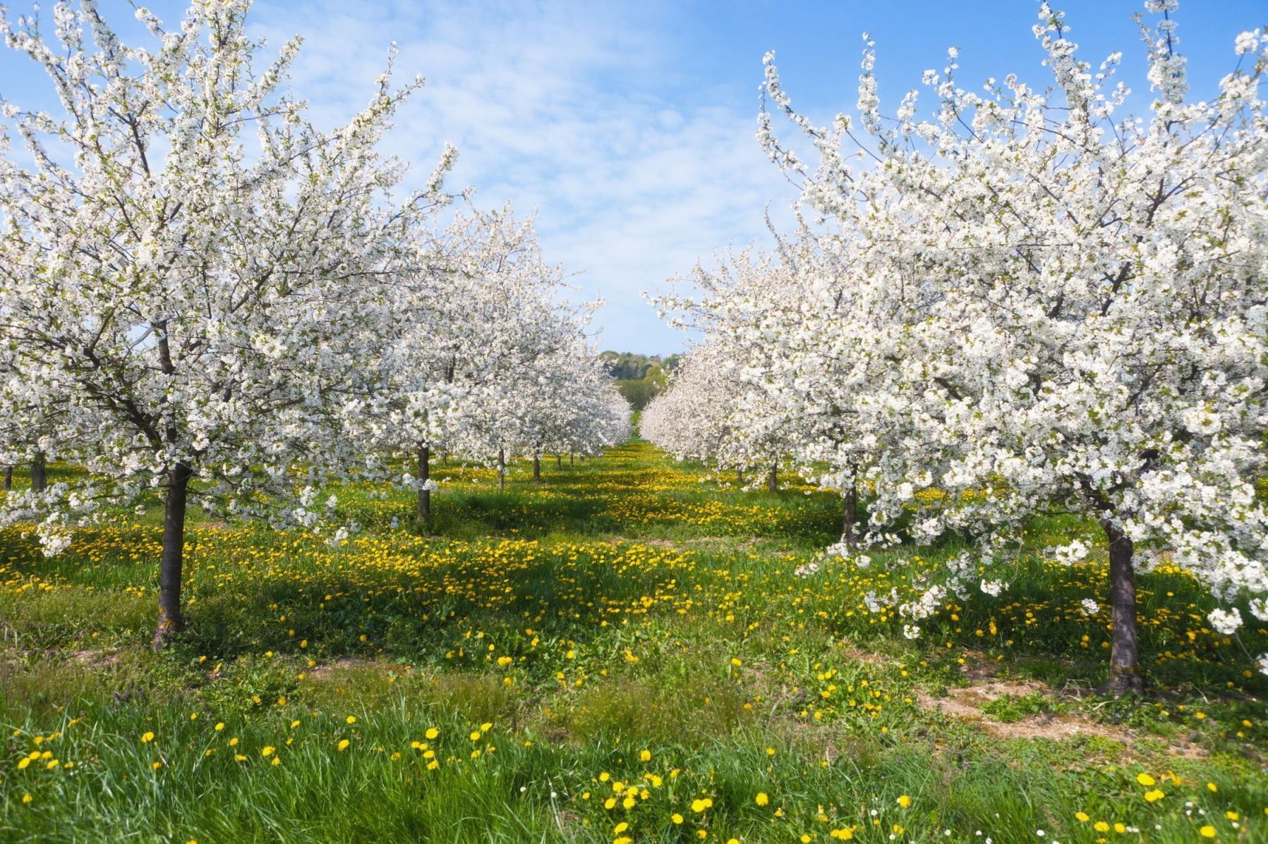 Цветущий Яблоневый сад весной