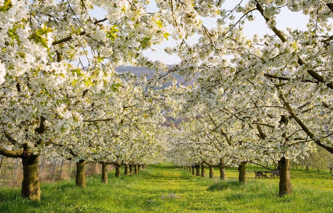 Ясная Поляна цветение яблонь